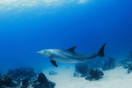 Dolphin, Rich Marine Life, Scuba Turks and Caicos