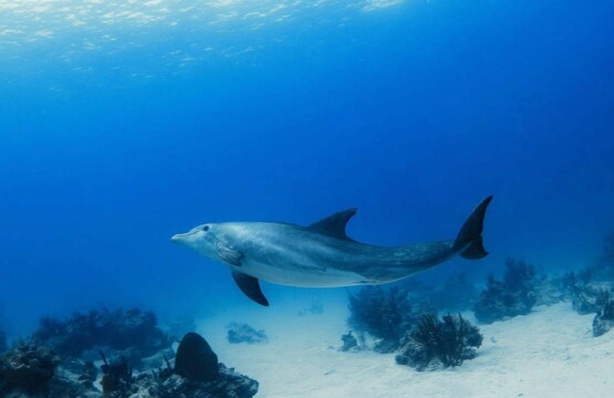 Dolphin, Rich Marine Life, Scuba Turks and Caicos